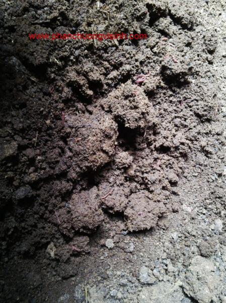 ep phan bo nuoi trun que